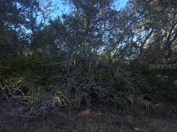 MALAUKA PASS CRSE, OCKLAWAHA, FL — photo 4