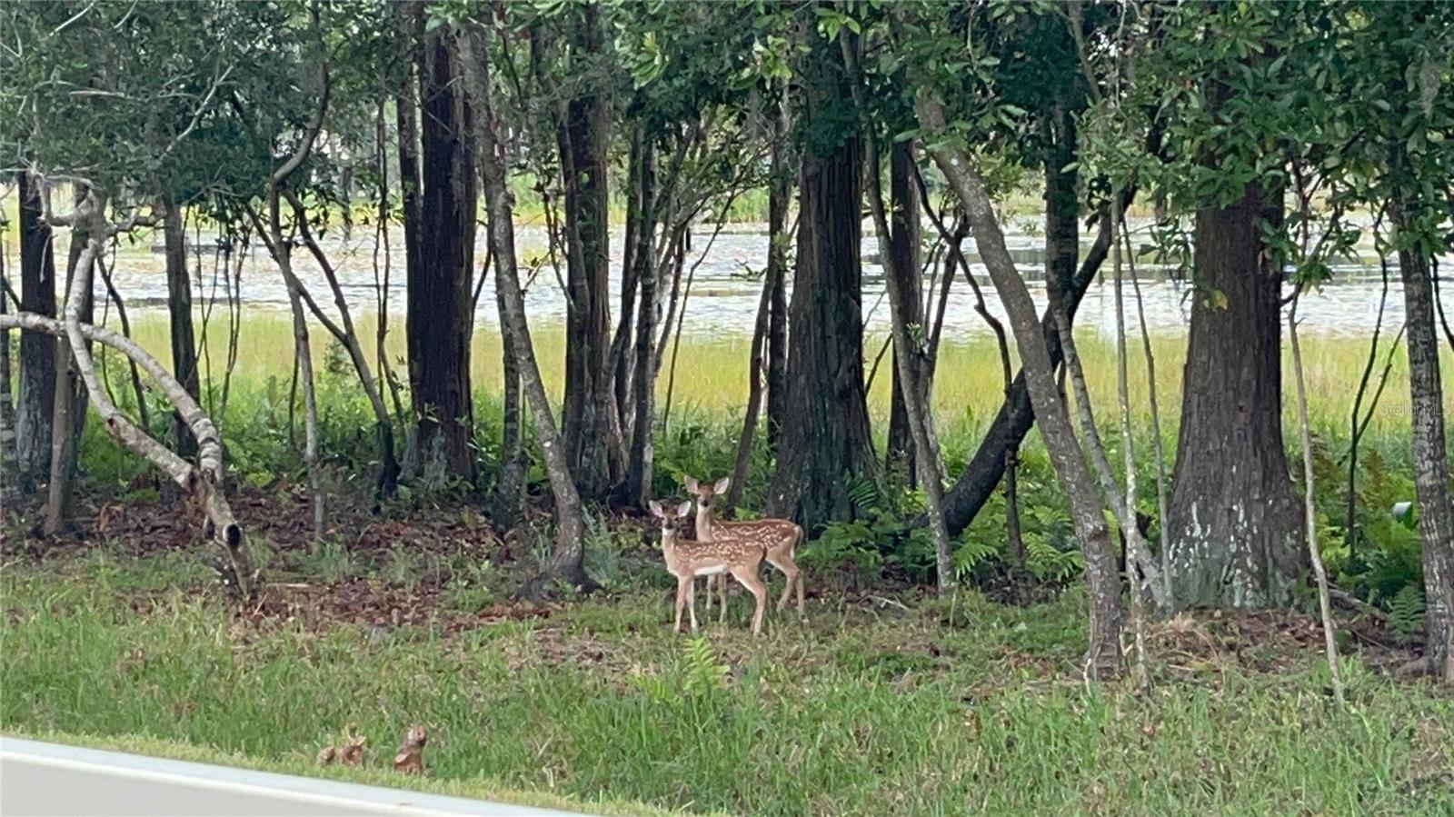 21511 WILDERNESS LAKE BLVD, LAND O LAKES, FL — photo 75