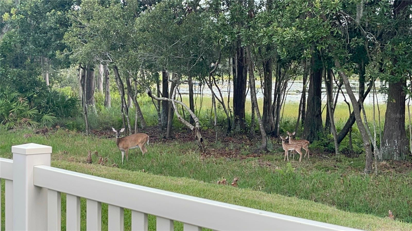 21511 WILDERNESS LAKE BLVD, LAND O LAKES, FL — photo 76