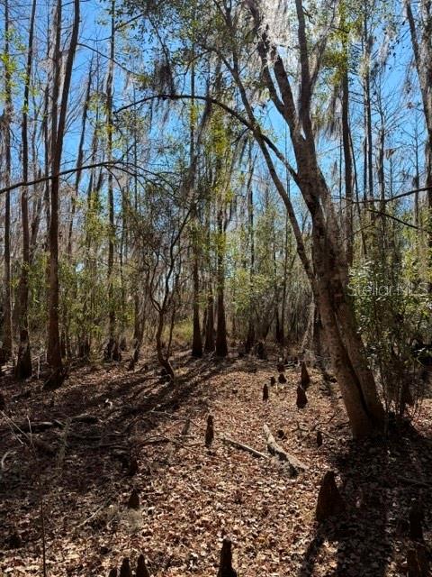 155TH WAY, STARKE, FL — photo 27
