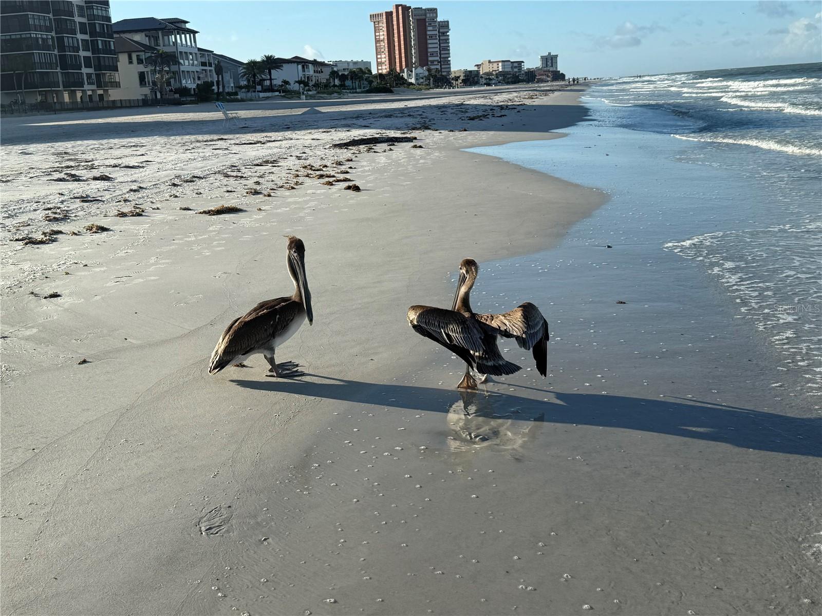 18650 GULF BLVD #316, INDIAN SHORES, FL — photo 8
