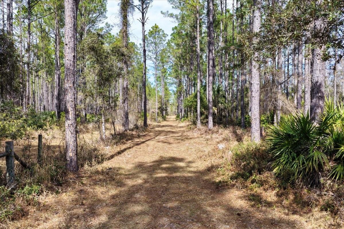 60 Acres NW CLYATT ROAD, CHIEFLAND, FL — photo 3