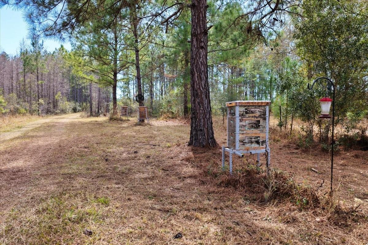 60 Acres NW CLYATT ROAD, CHIEFLAND, FL — photo 5