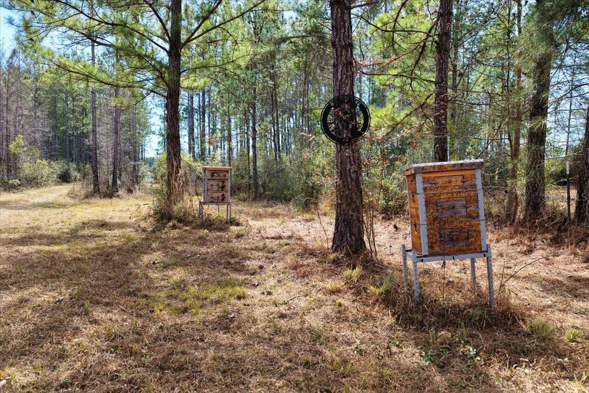 60 Acres NW CLYATT ROAD, CHIEFLAND, FL — photo 6