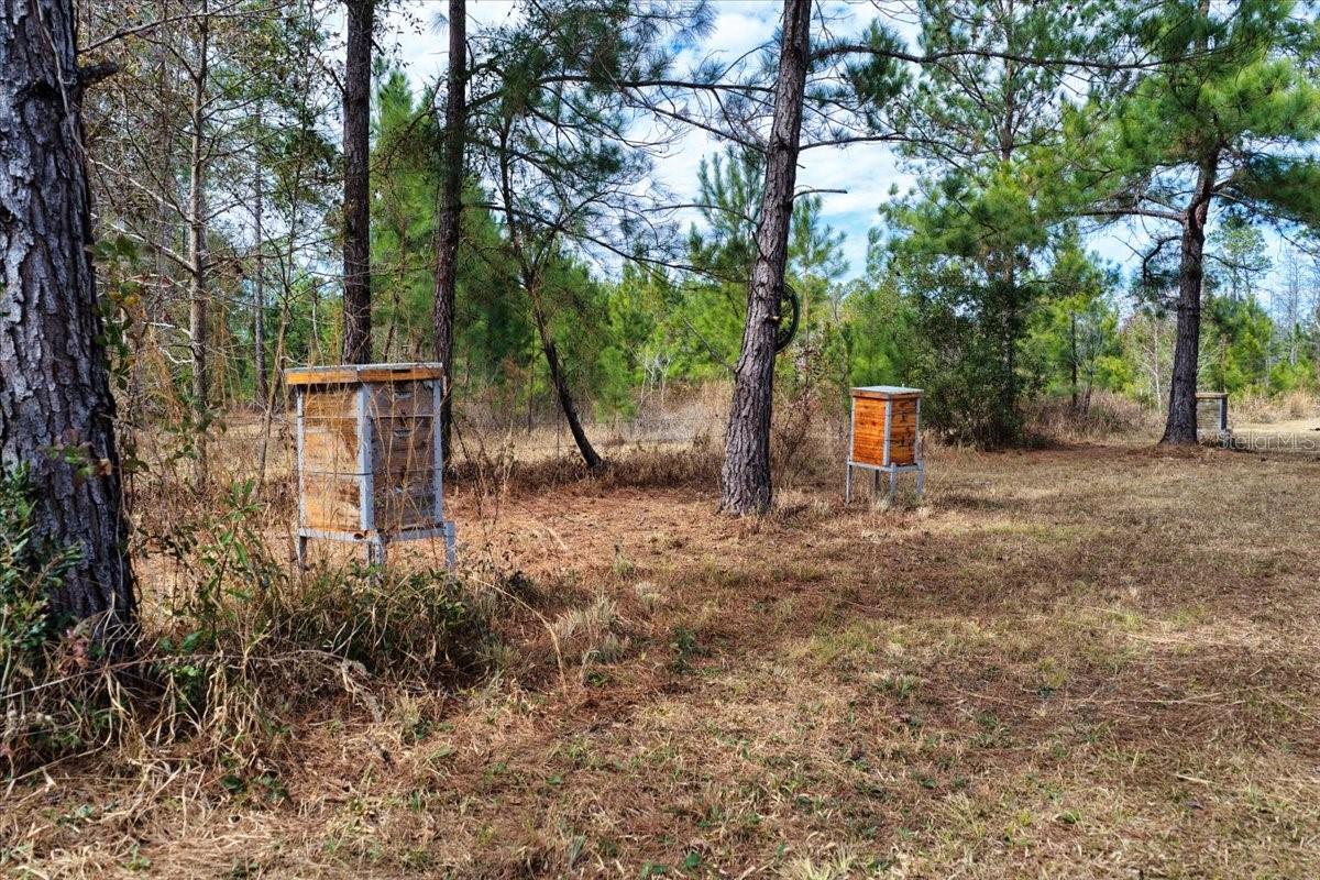 60 Acres NW CLYATT ROAD, CHIEFLAND, FL — photo 7