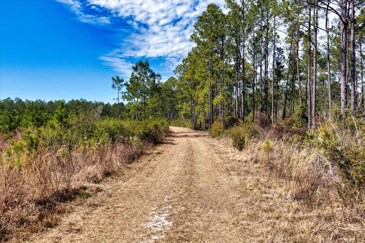 60 Acres NW CLYATT ROAD, CHIEFLAND, FL — photo 12