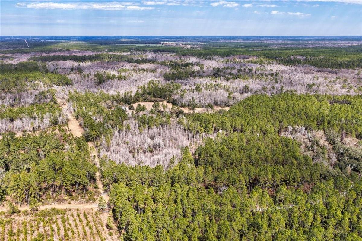 60 Acres NW CLYATT ROAD, CHIEFLAND, FL — photo 41