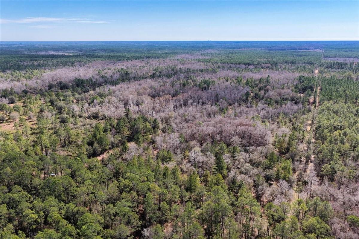60 Acres NW CLYATT ROAD, CHIEFLAND, FL — photo 54