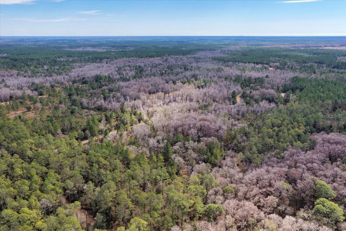 60 Acres NW CLYATT ROAD, CHIEFLAND, FL — photo 58