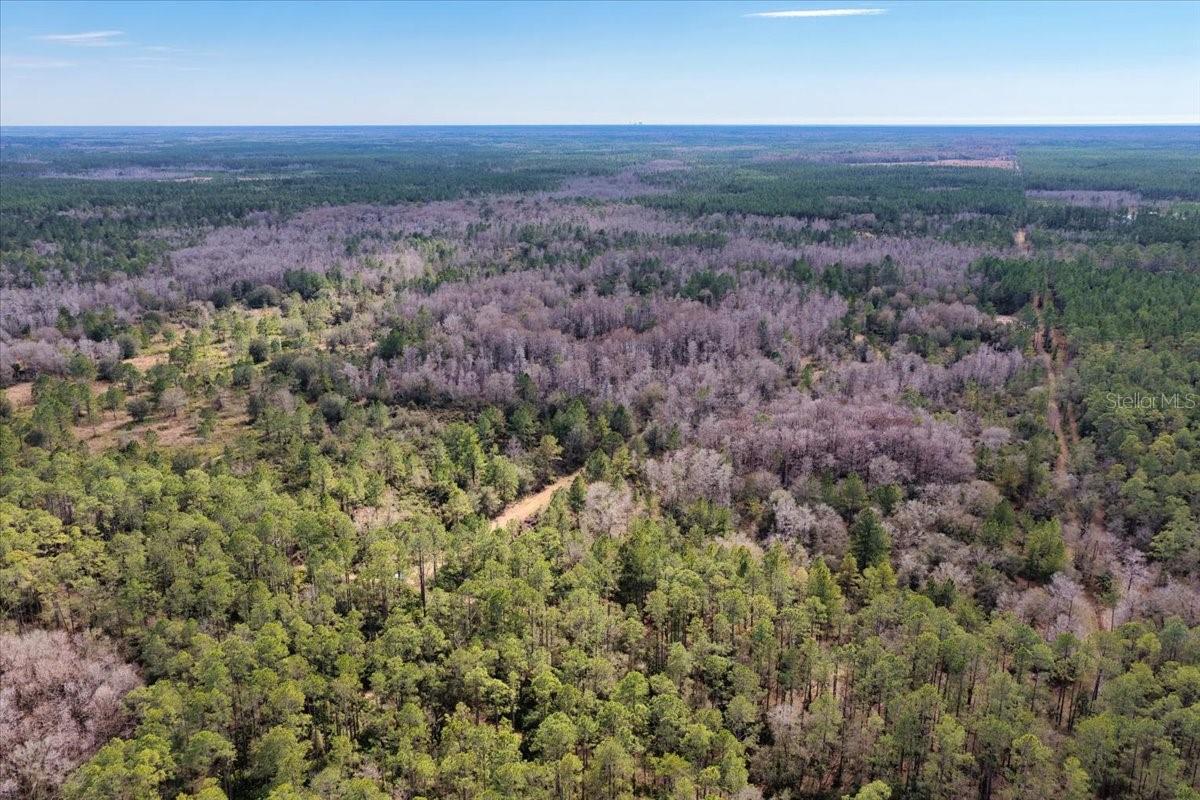 60 Acres NW CLYATT ROAD, CHIEFLAND, FL — photo 59