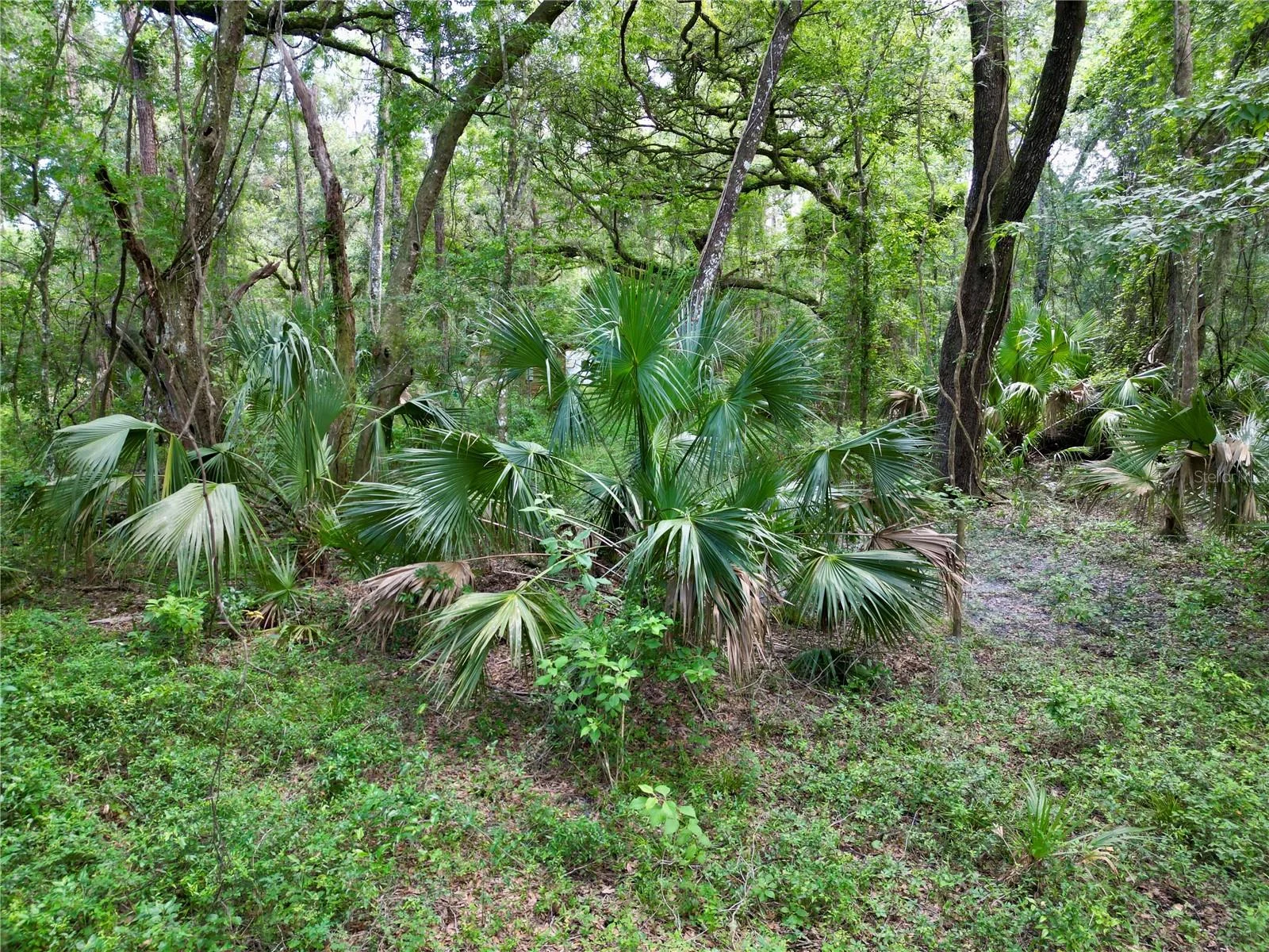 TBD SW 31ST WAY WAY, WEBSTER, FL — photo 12