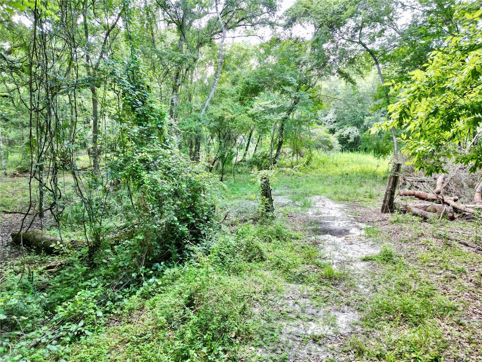 TBD SW 31ST WAY WAY, WEBSTER, FL — photo 15
