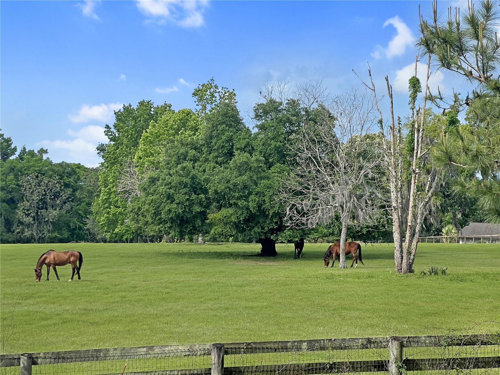 5378 W HIGHWAY 329, REDDICK, FL — photo 2