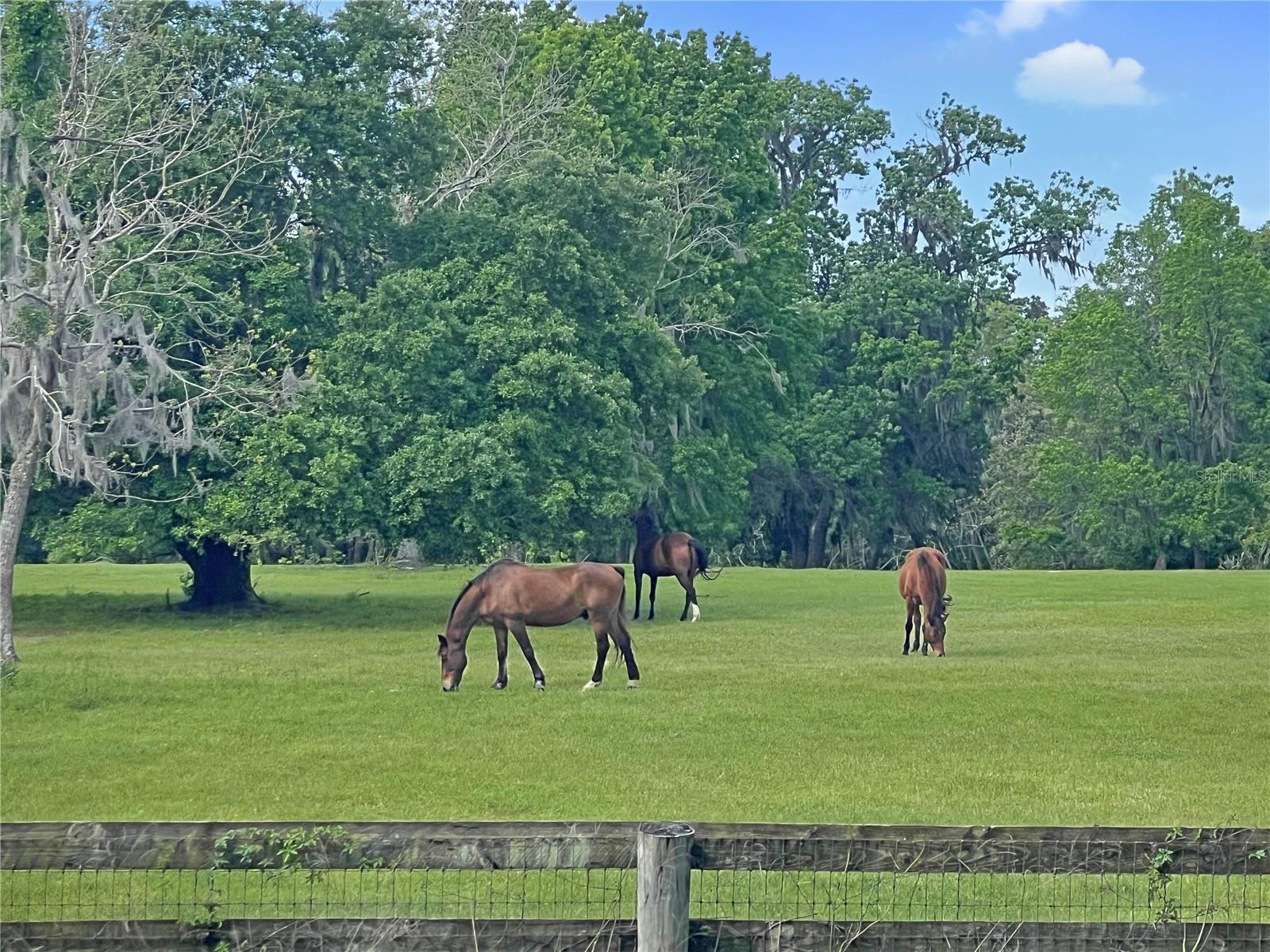 5378 W HIGHWAY 329, REDDICK, FL — photo 5