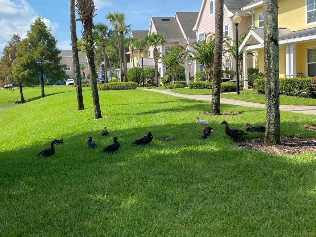 5006 MANGROVE ALY #201, KISSIMMEE, FL — photo 23