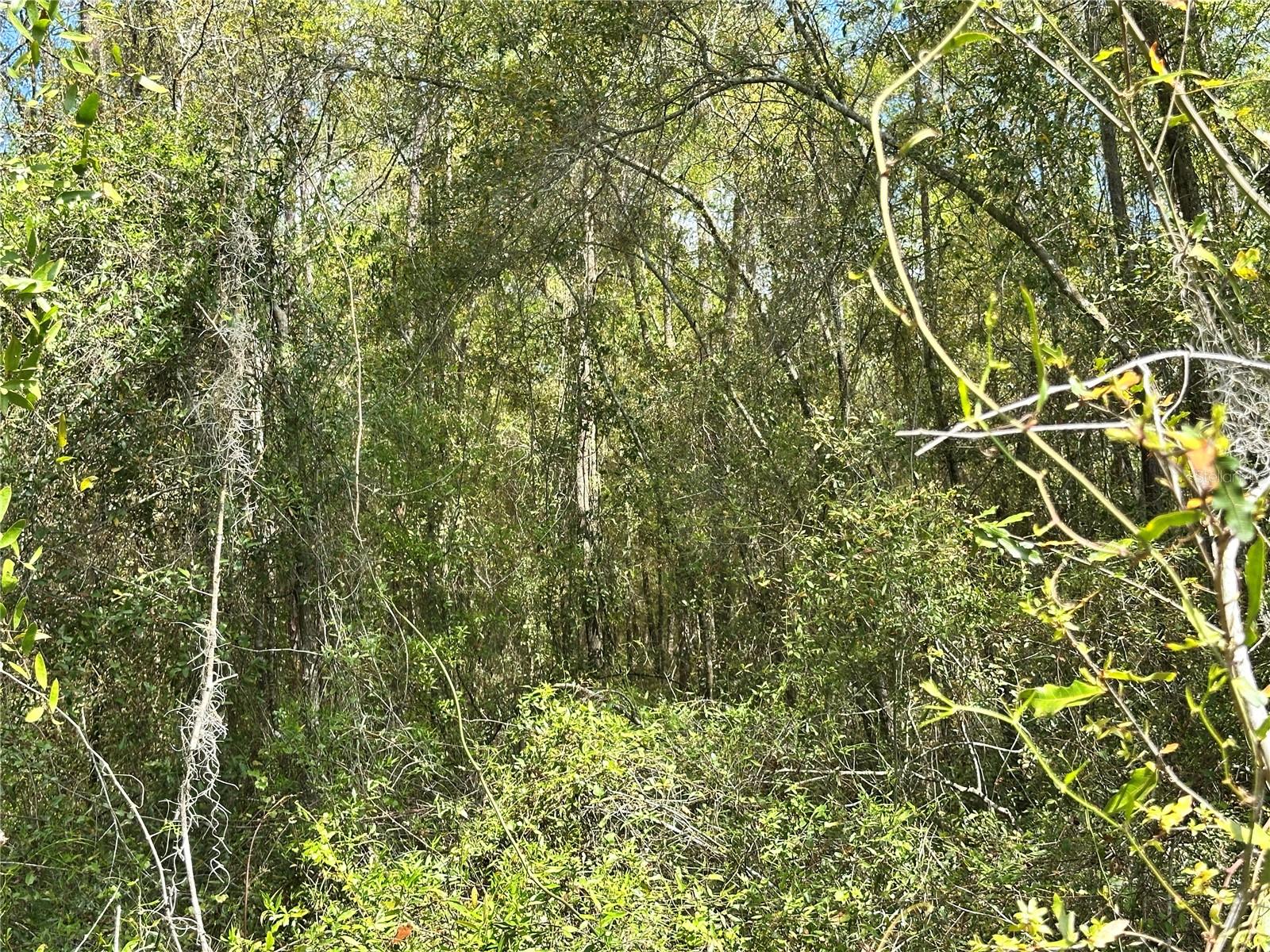 tbd HARDEE ST, BRONSON, FL — photo 11