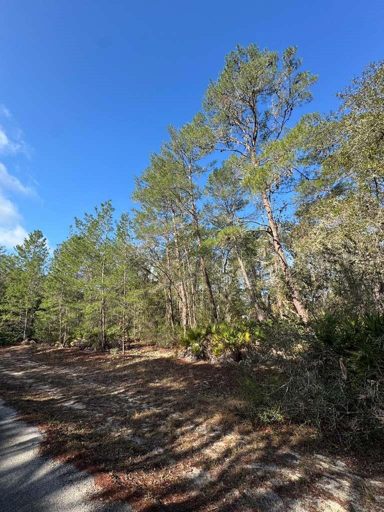 , OCKLAWAHA, FL — photo 3
