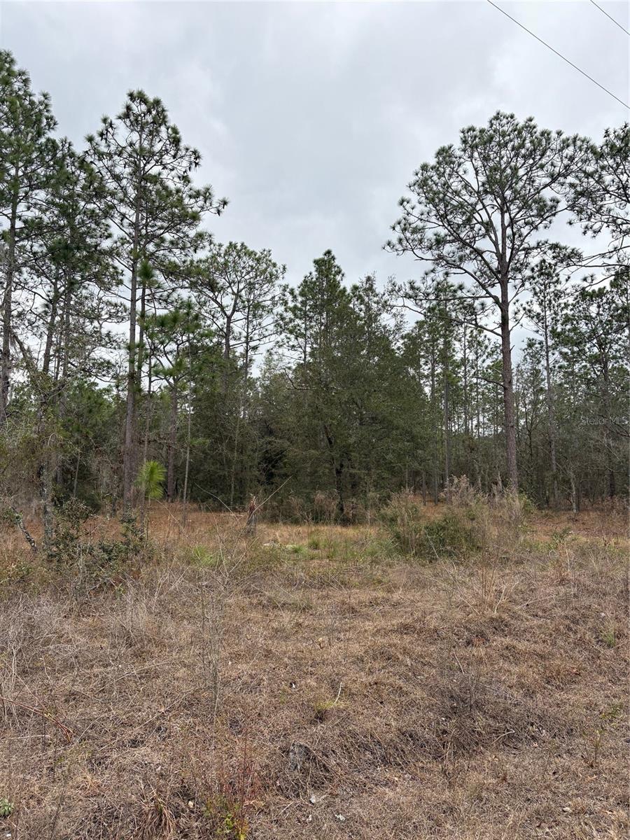 1159 NW REDWOOD DR, DUNNELLON, FL — photo 3