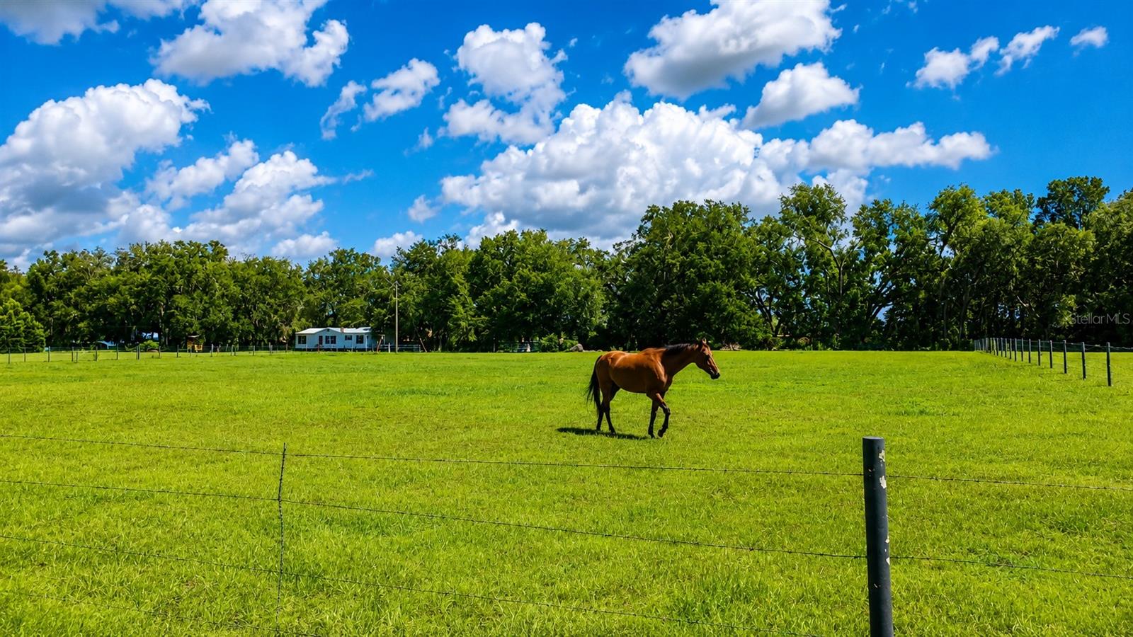 14240 SR 471, WEBSTER, FL — photo 9