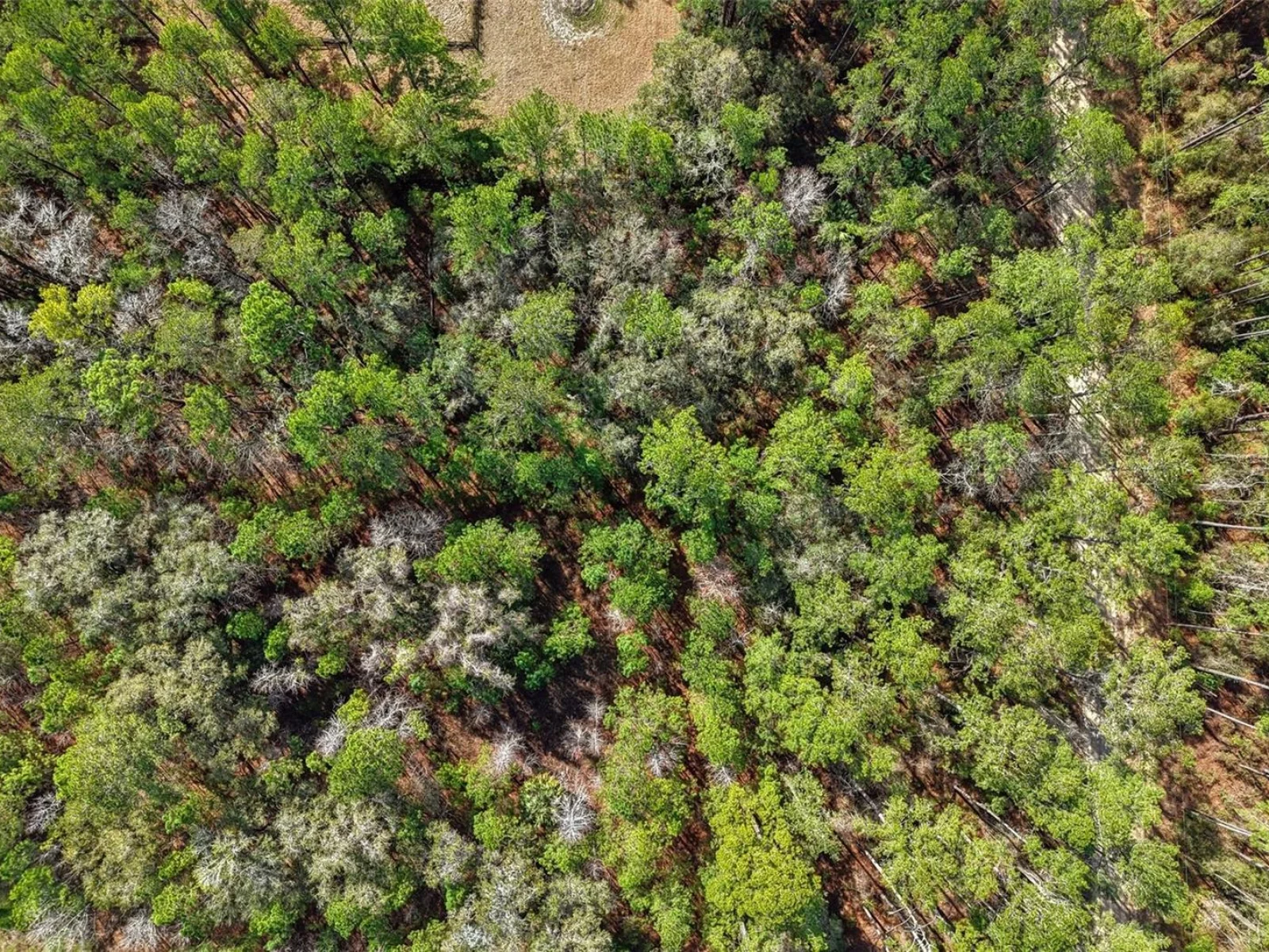 0 SW 150 CT, OCALA, FL — photo 10