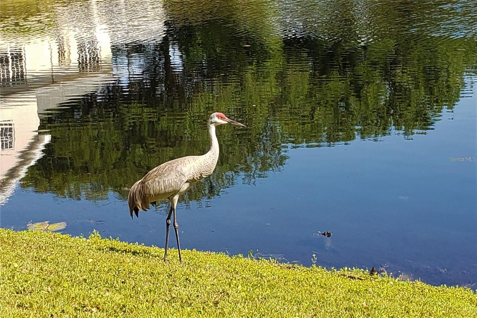16013 N FLORIDA AVE, LUTZ, FL — photo 16