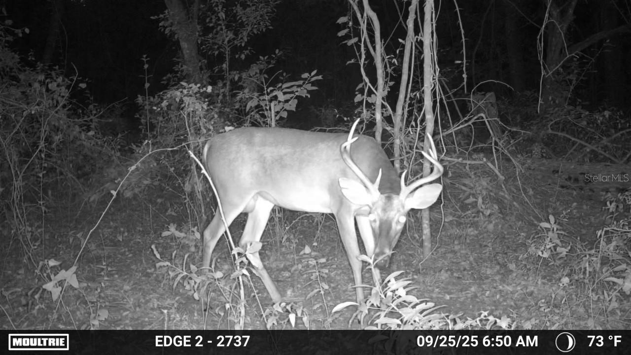 16145 SNOW MEMORIAL HWY, BROOKSVILLE, FL — photo 28