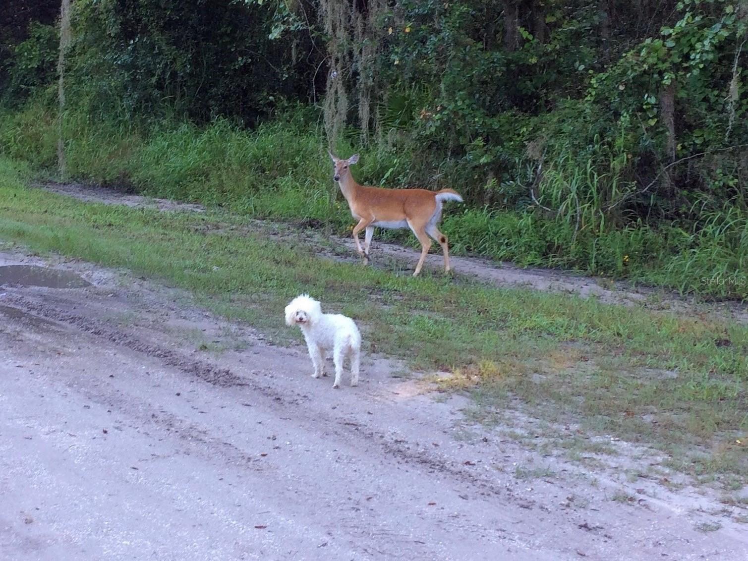 16145 SNOW MEMORIAL HWY, BROOKSVILLE, FL — photo 5