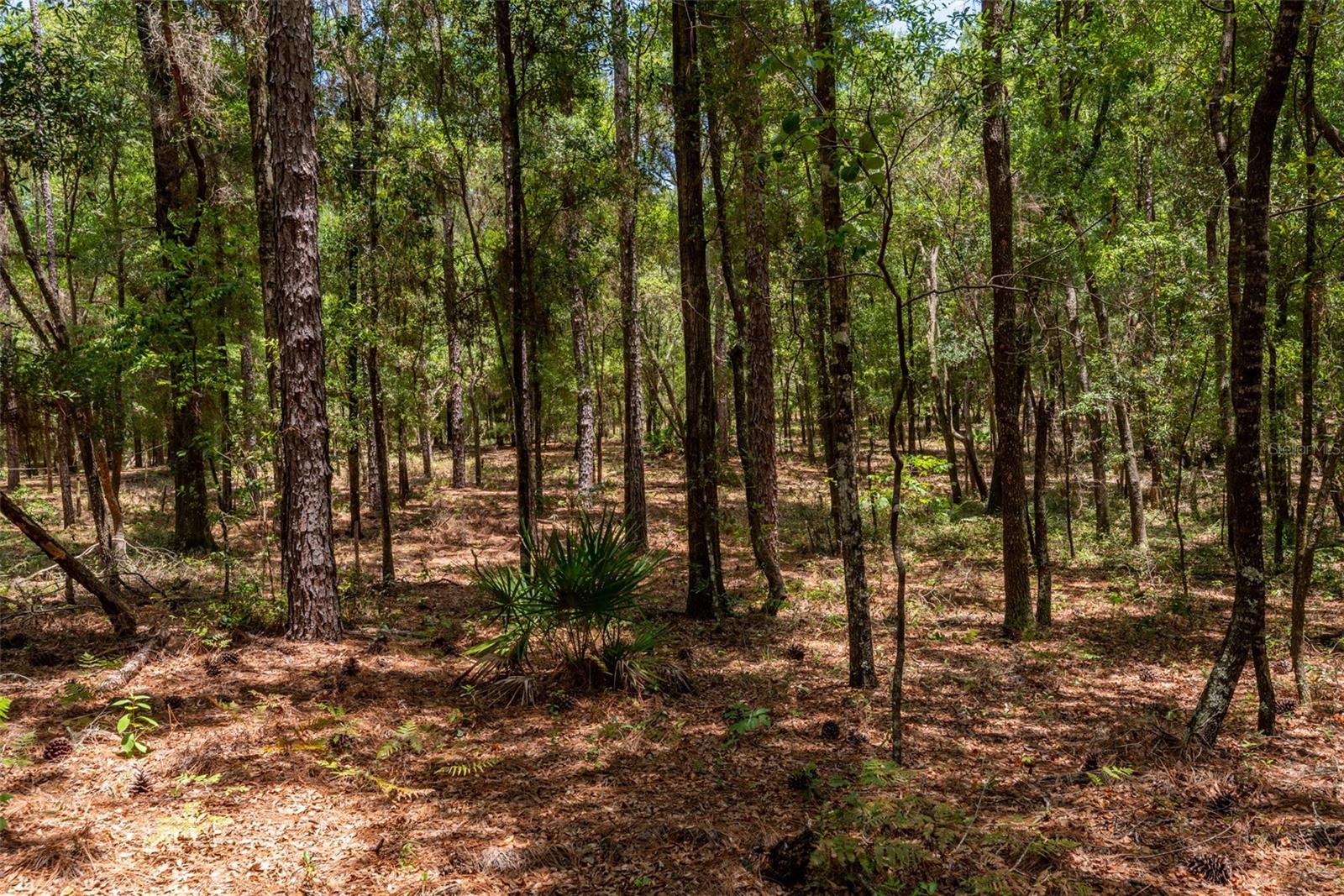 SW 73 LOOP, DUNNELLON, FL — photo 7