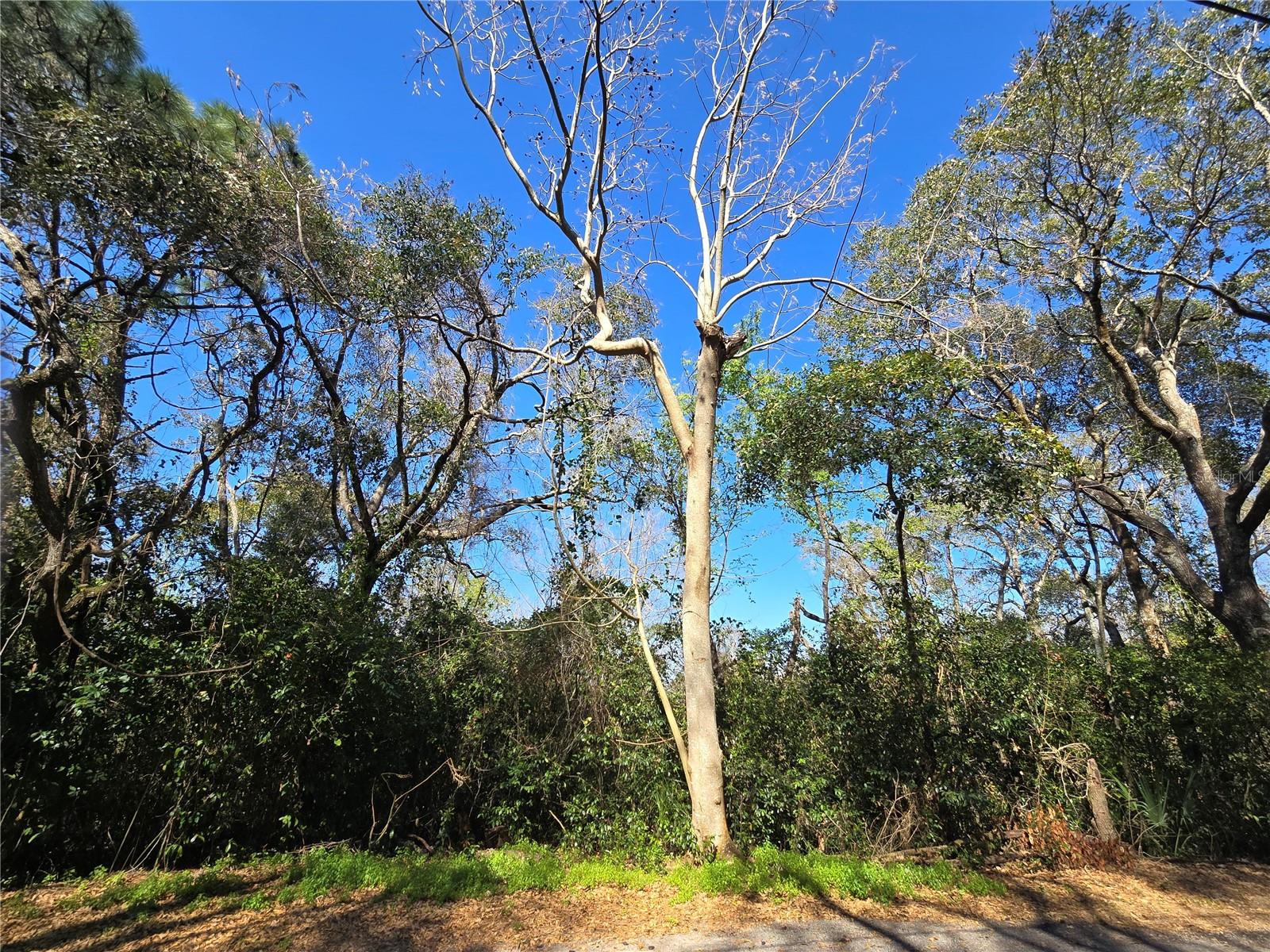 0 MAGNOLIA CREEK LN, MONTVERDE, FL — photo 7