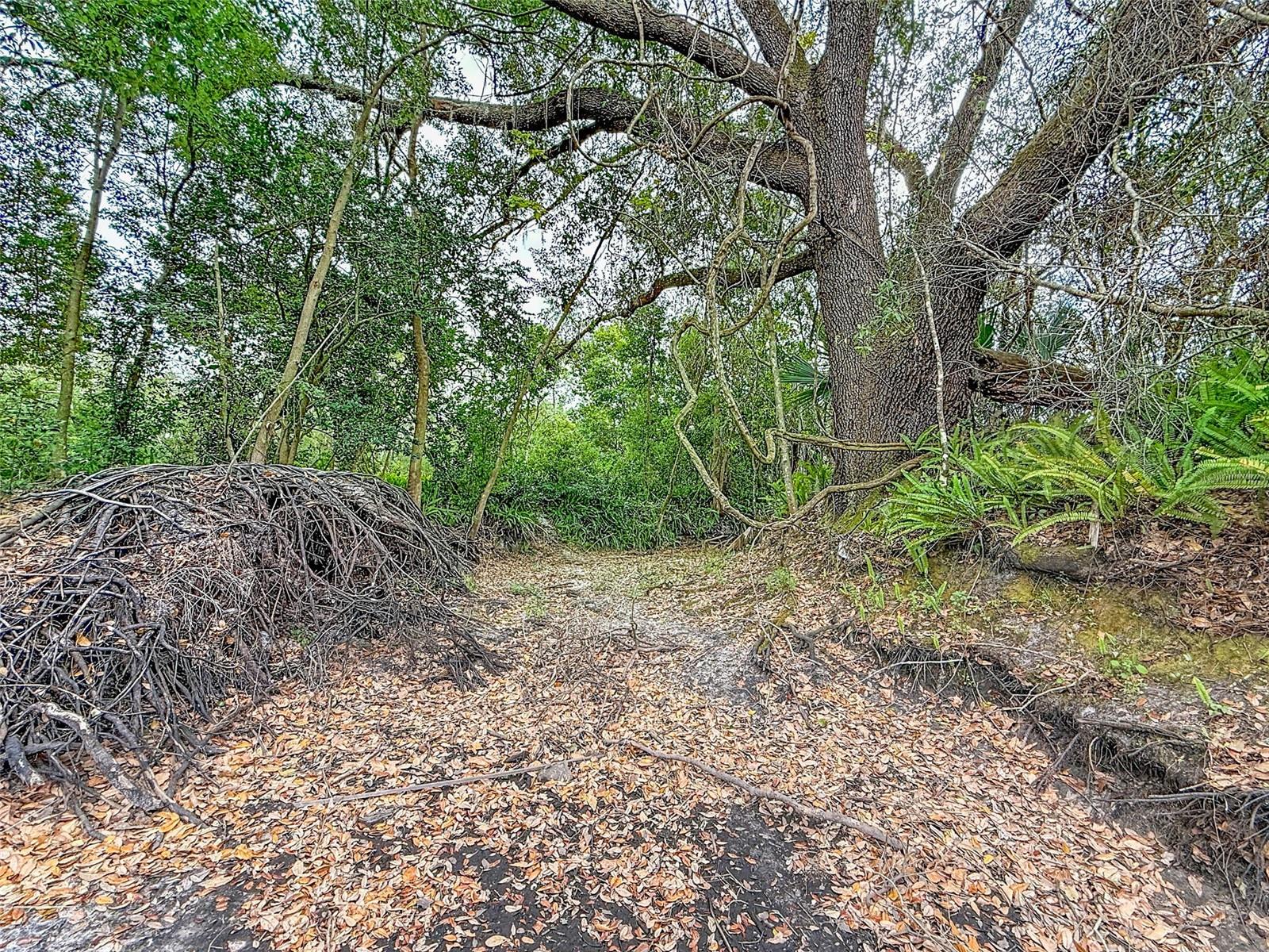 18469 PURPLE CREEK LN, LUTZ, FL — photo 15