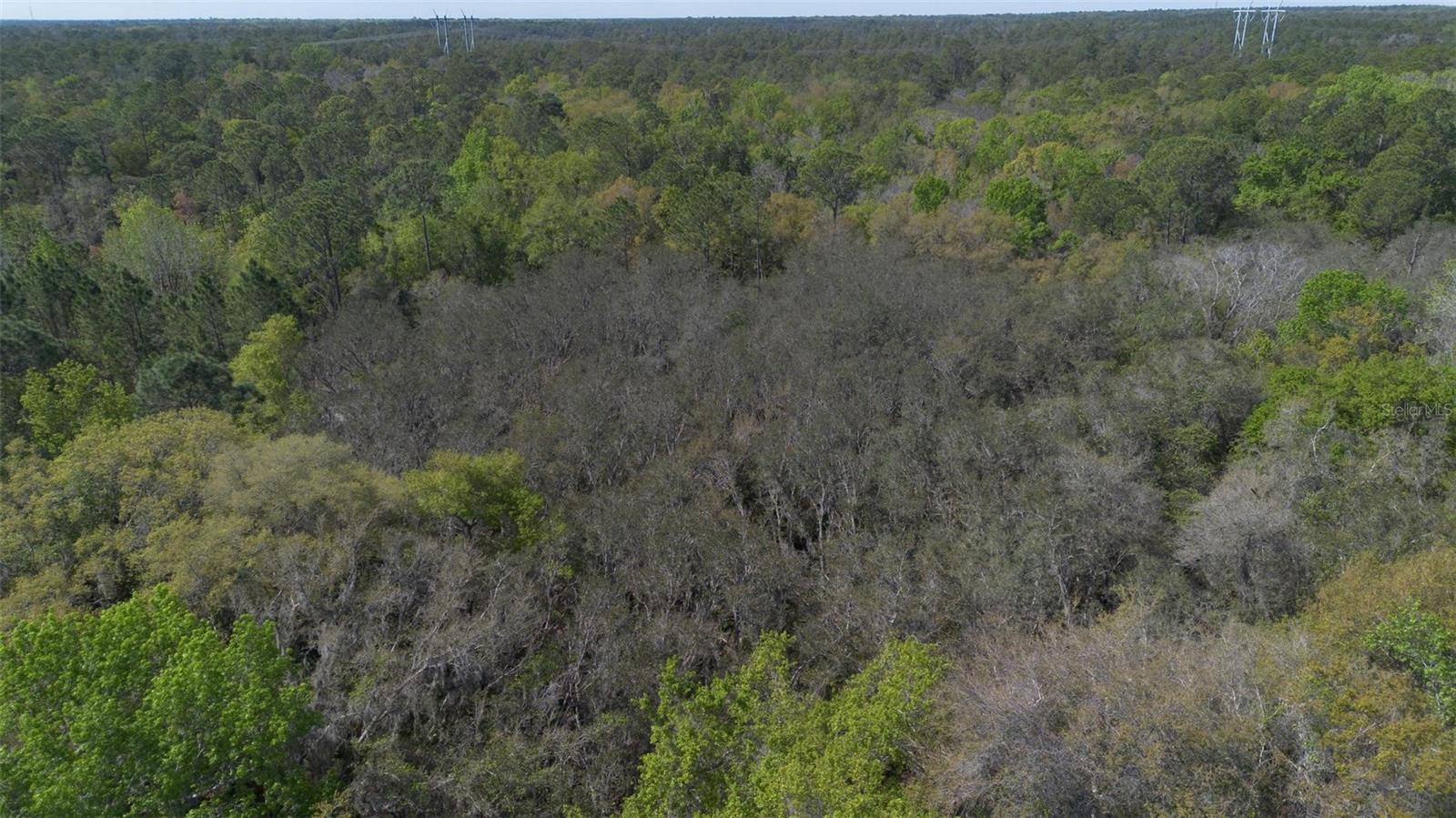 JUNGLE RD, GENEVA, FL — photo 21