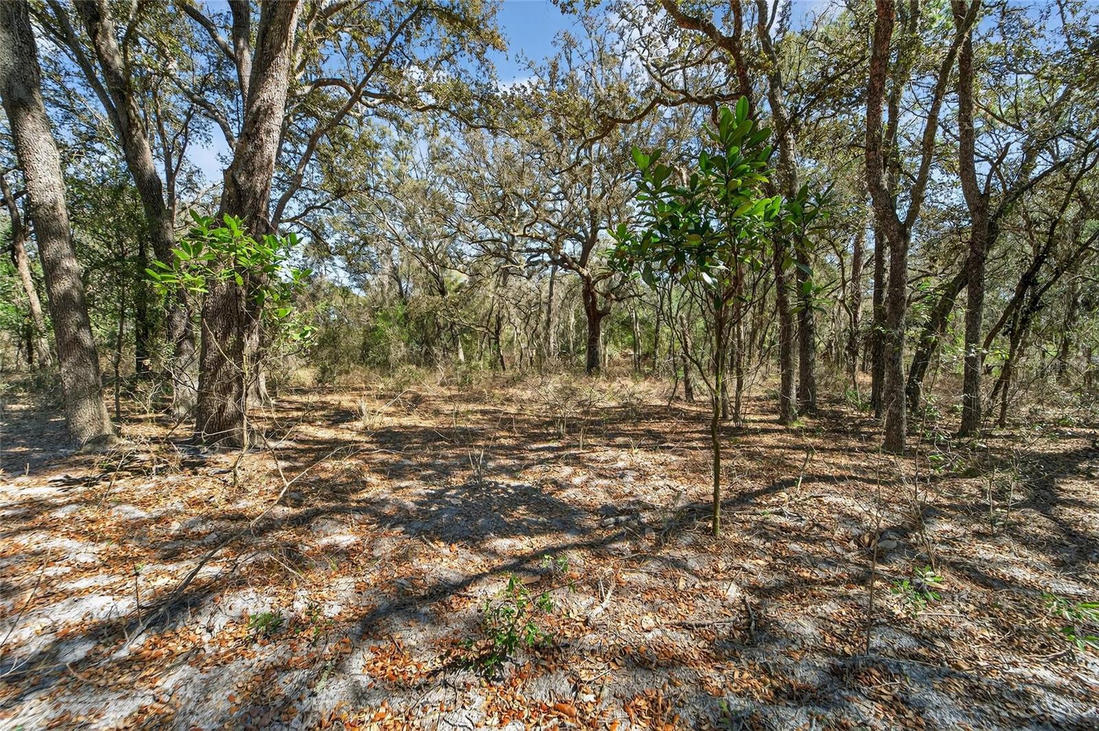 35238 MANUEL ST, WEBSTER, FL — photo 50