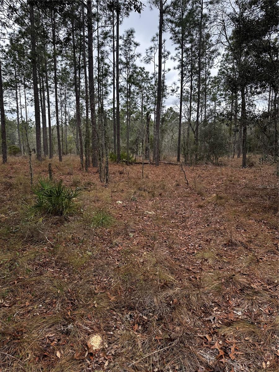0000 SE 123 RD TER, MORRISTON, FL — photo 8