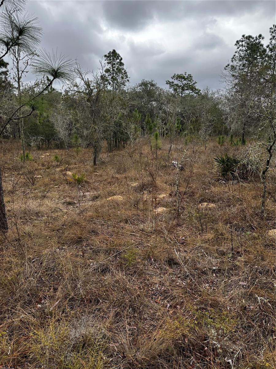 0000 SE 123 RD TER, MORRISTON, FL — photo 9