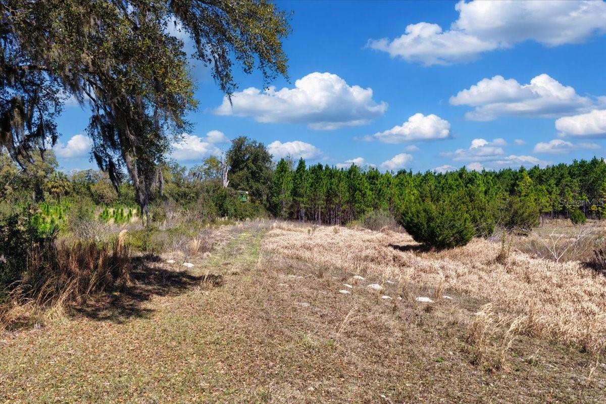 000 NW 60TH AVE, CHIEFLAND, FL — photo 3