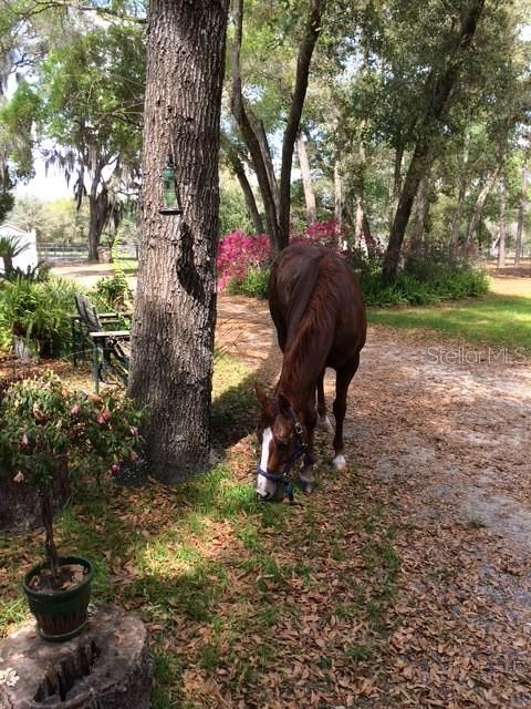23404 HOBDY RD, SORRENTO, FL — photo 101