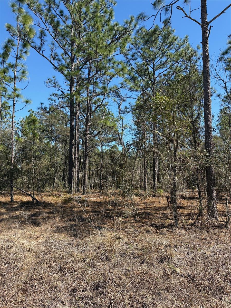 TBA SE 135TH CT, DUNNELLON, FL