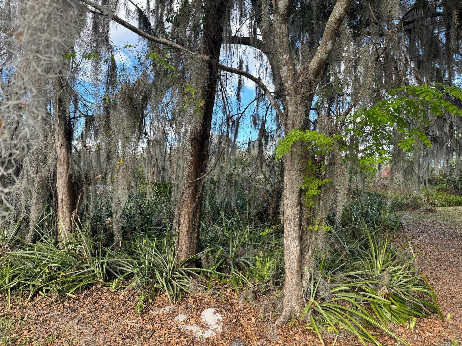 COVE RD, TAVARES, FL — photo 41