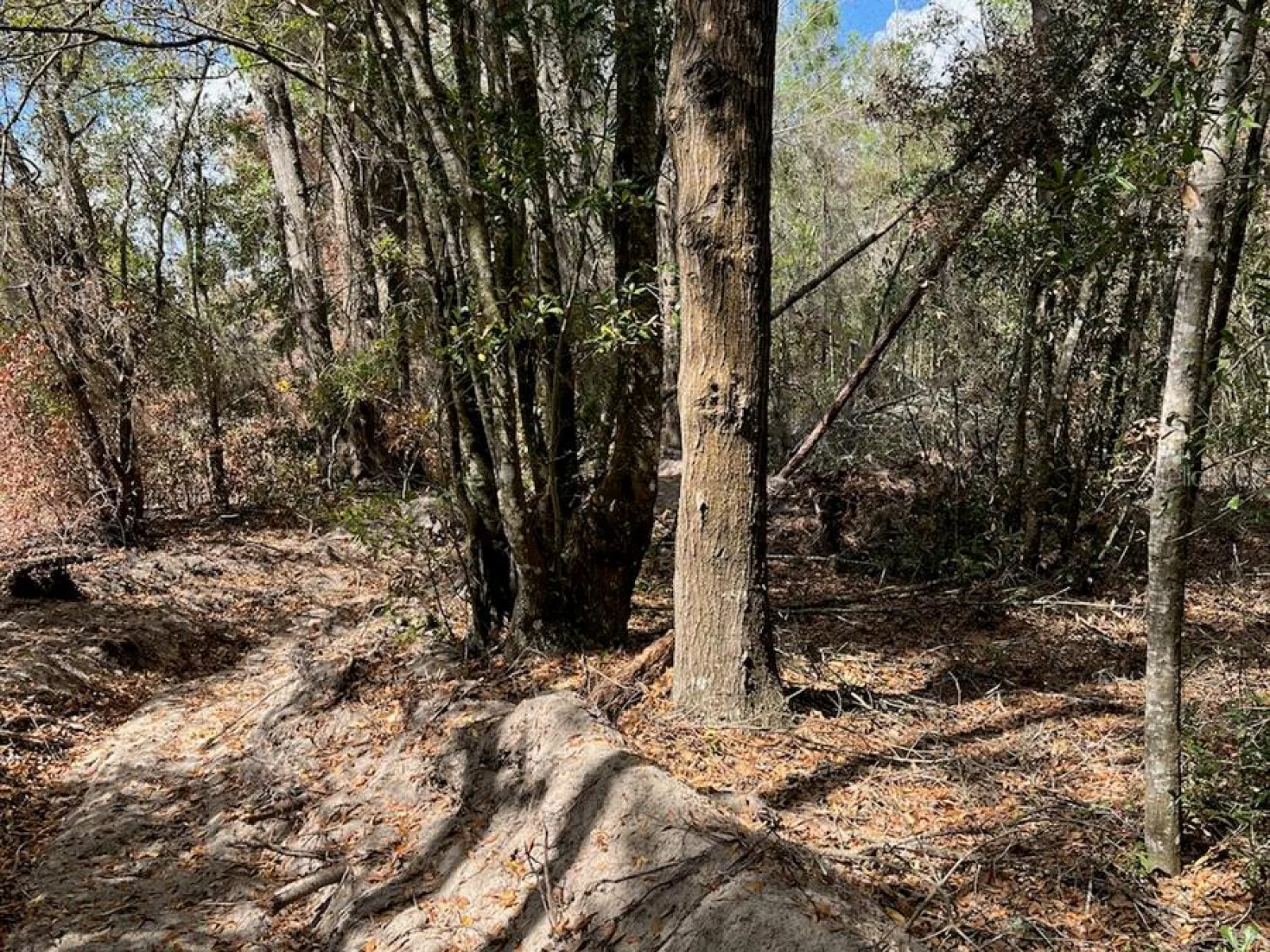 CR 339 NW, TRENTON, FL — photo 21