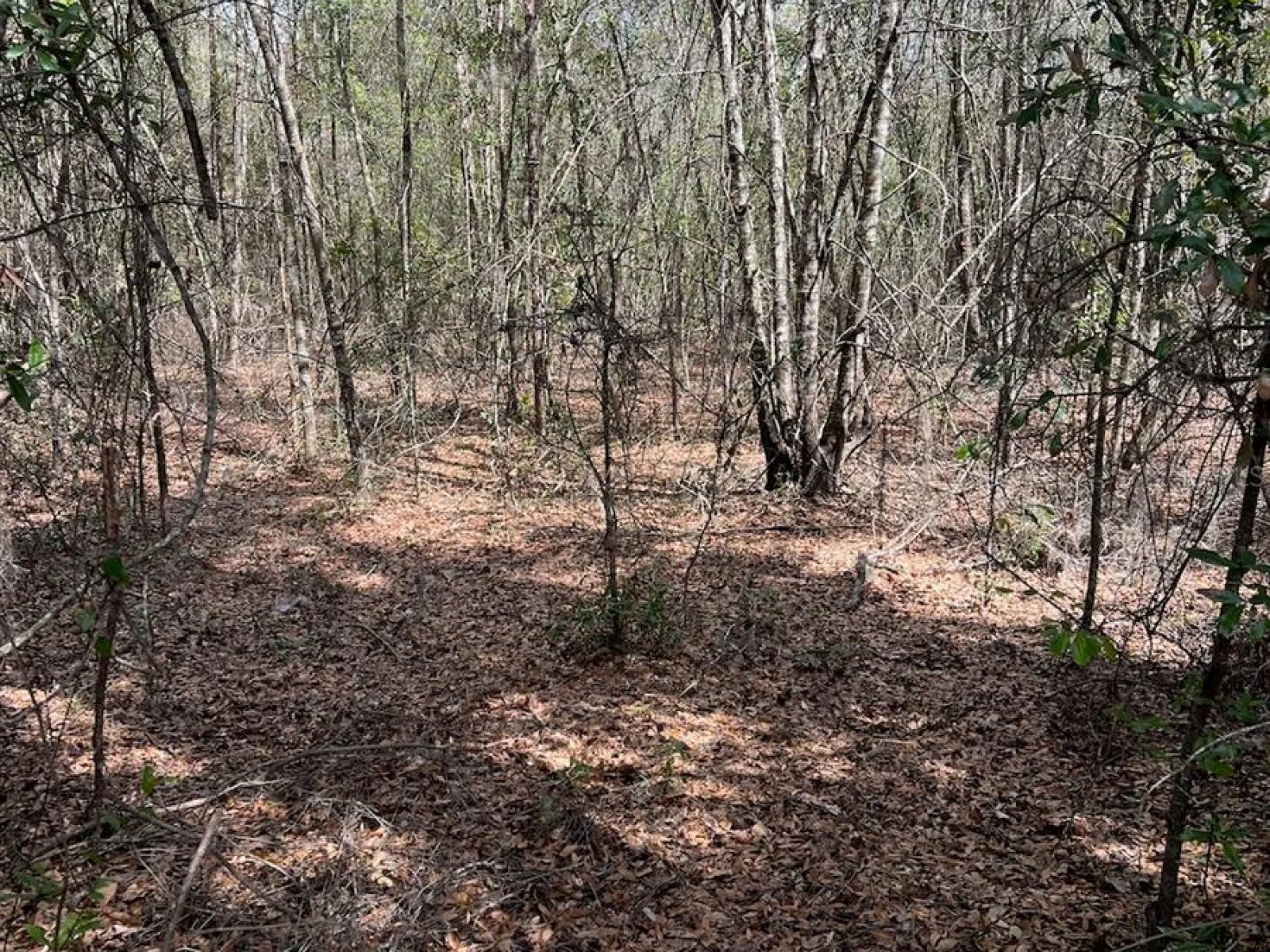 CR 339 NW, TRENTON, FL — photo 22