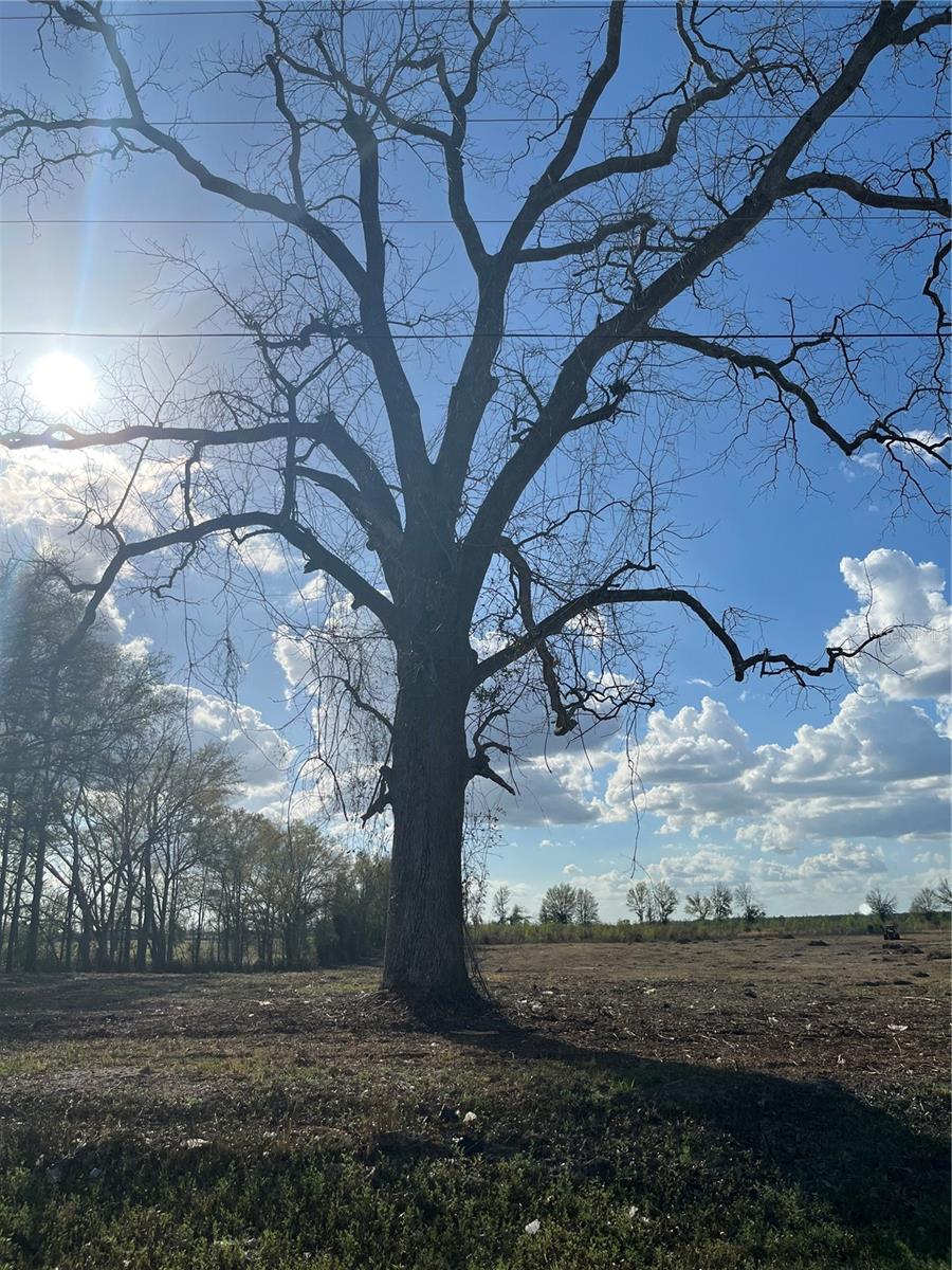 TBD 185TH RD, LIVE OAK, FL — photo 13
