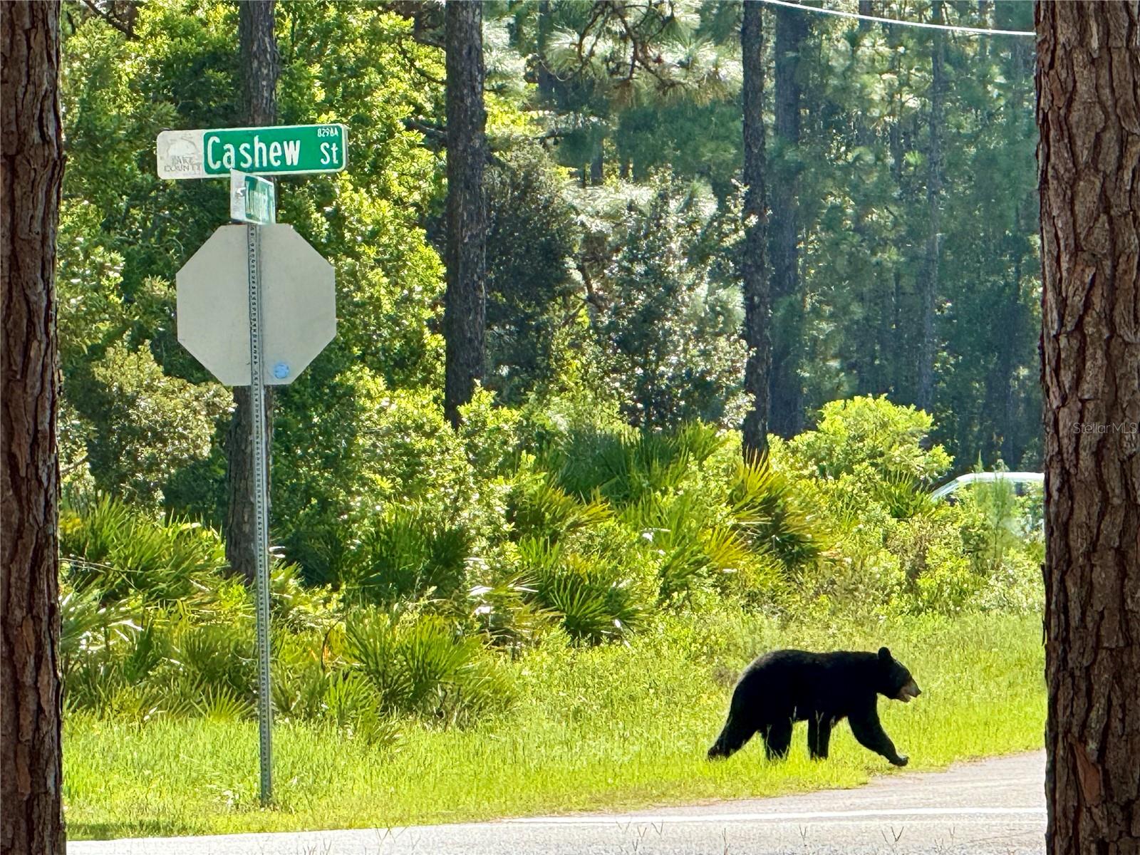 CASHEW ST, EUSTIS, FL — photo 4