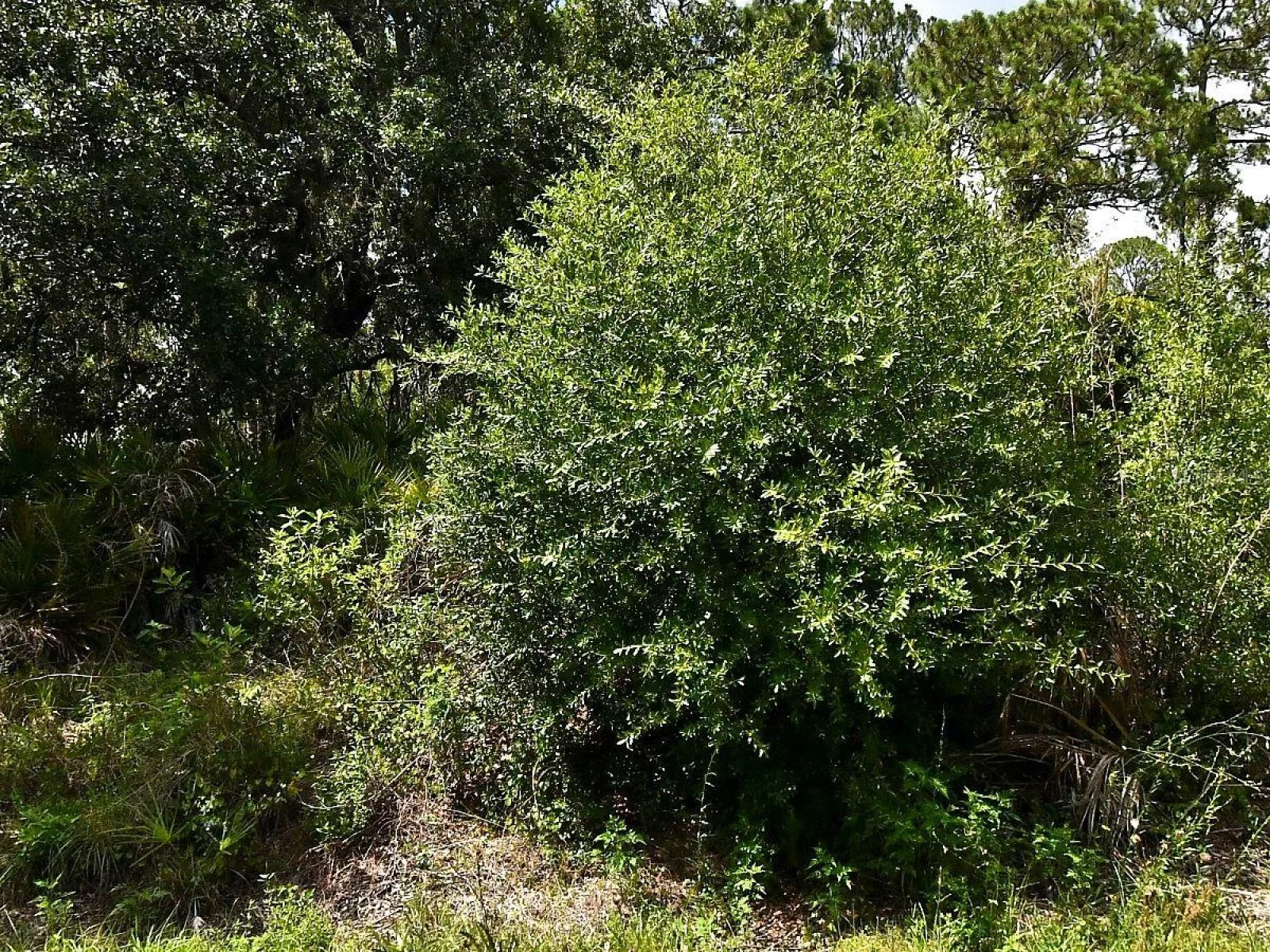 Lot 16 RENTSCHER AVE, NORTH PORT, FL — photo 1