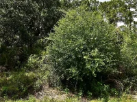 Lot 16 RENTSCHER AVE — photo 1