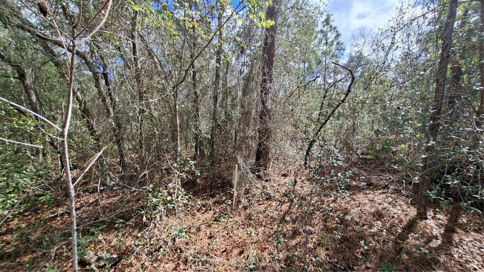 FISHER RUN, OCKLAWAHA, FL — photo 2