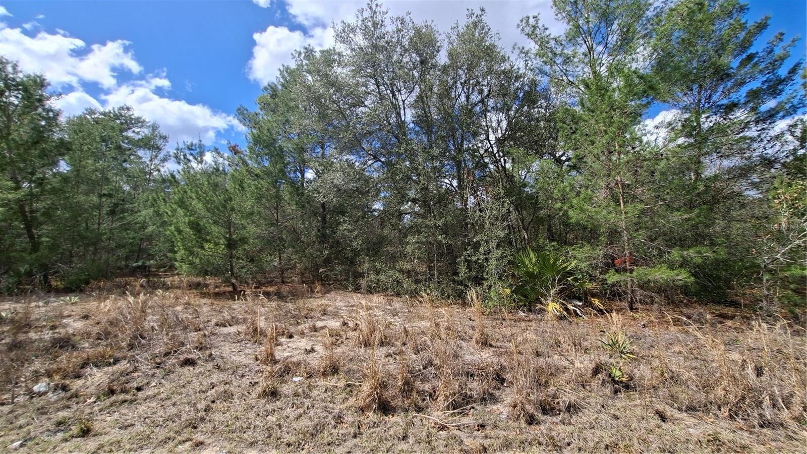 FISHER RUN, OCKLAWAHA, FL — photo 3