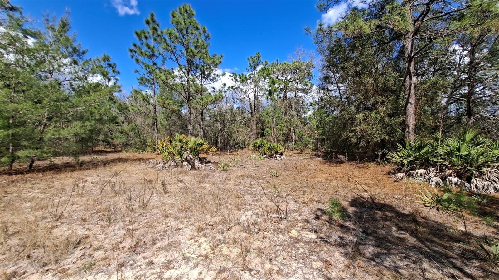 FISHER RUN, OCKLAWAHA, FL — photo 5