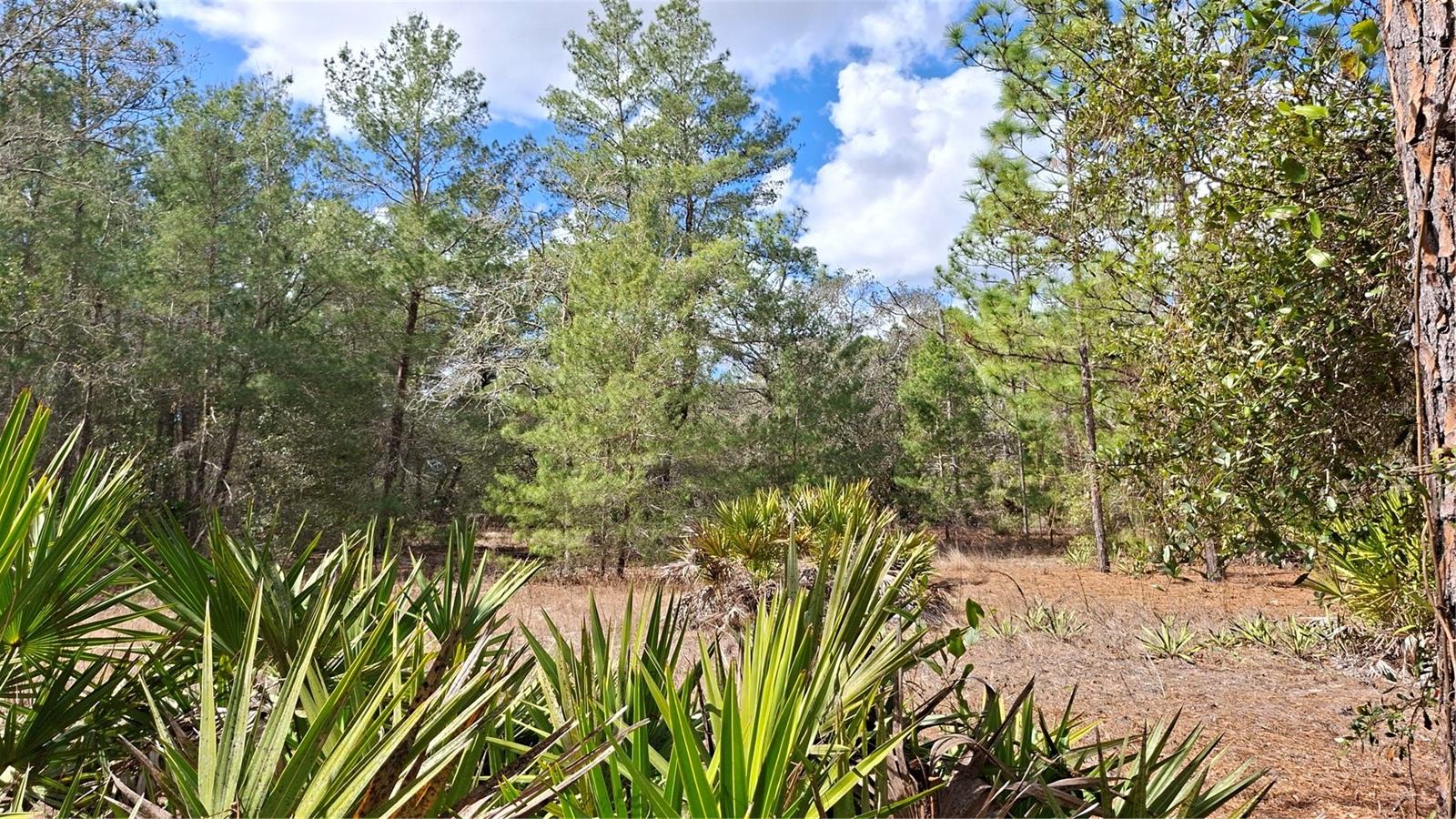 FISHER RUN, OCKLAWAHA, FL — photo 6