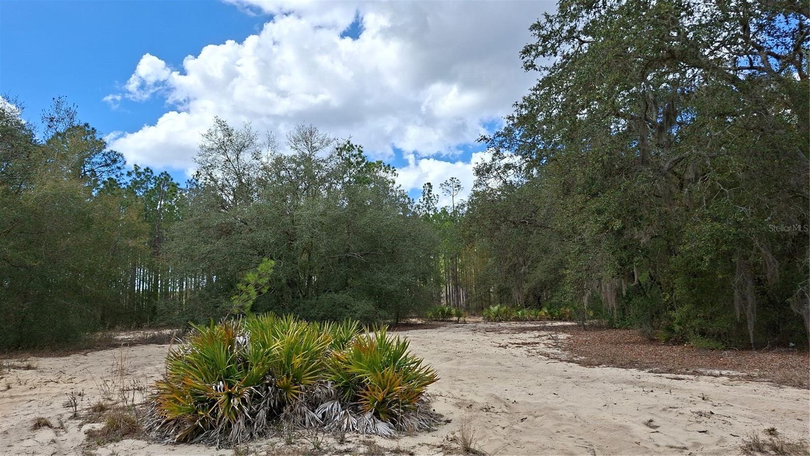 FISHER RUN, OCKLAWAHA, FL — photo 7