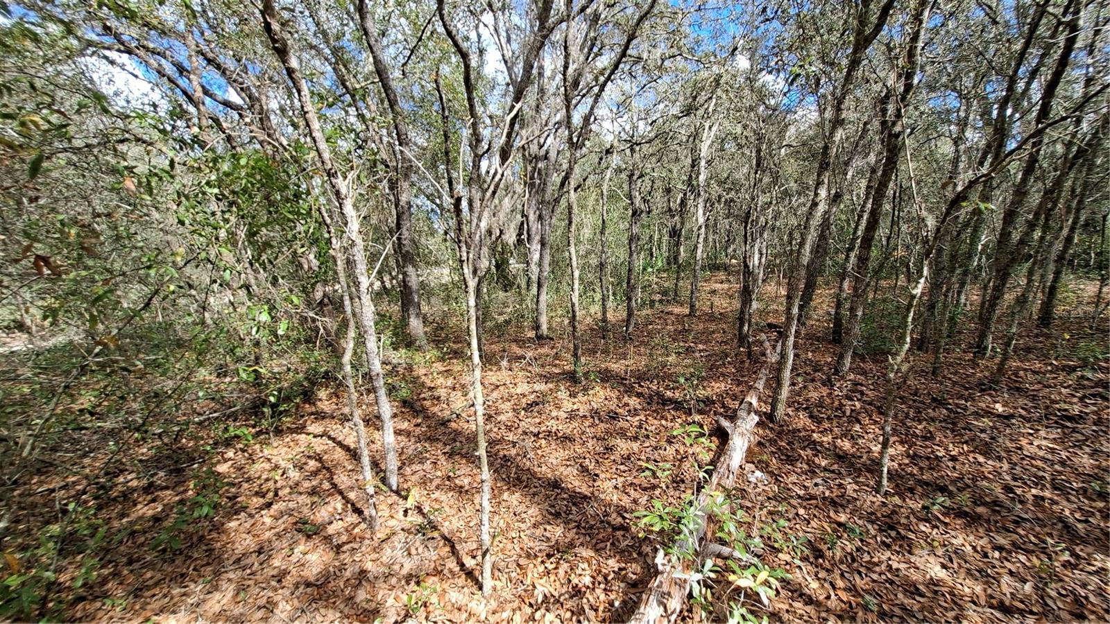 FISHER RUN, OCKLAWAHA, FL — photo 8